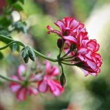 Královská pelargónie nebo pelargonium (70+ fotografií): aristokratka ve velkolepých šatech